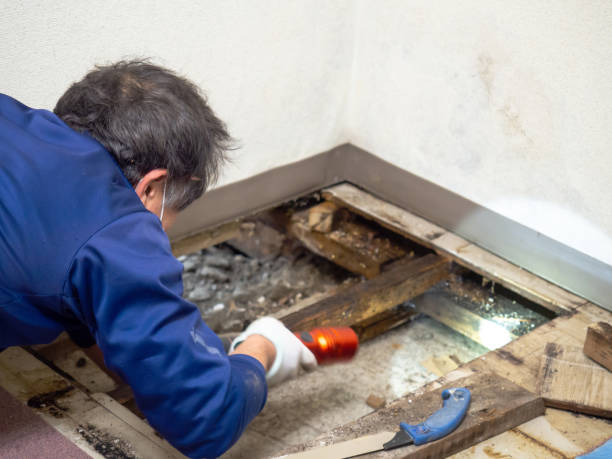 Best Mold Damage Repair  in Catawba, SC