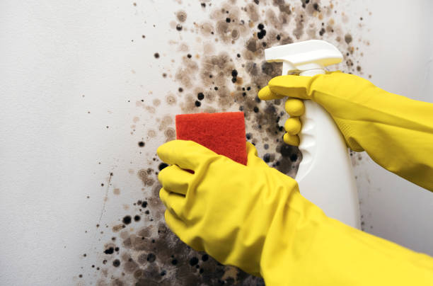 Crawl Space Mold Removal in Catawba, SC