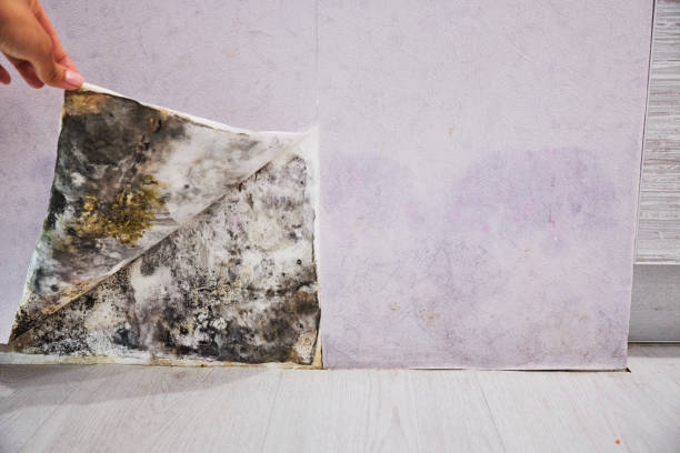 Best Professional Mold Removal  in Catawba, SC
